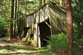 log cabin in the wood