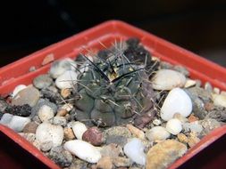 prickly houseplant in a pot