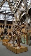 Museum Of Natural History in Oxford city