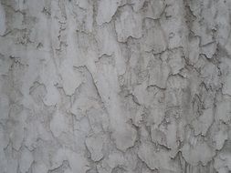 stucco with tree bark effect