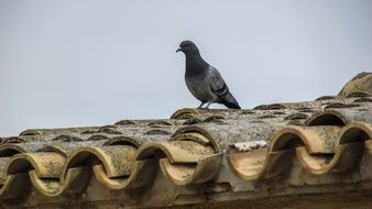 Pigeon on the old Roof