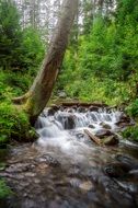 Natural forest in summertime