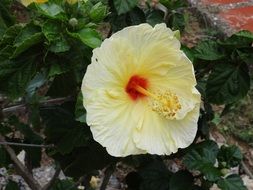 light yellow hibiscus on a bush close-up