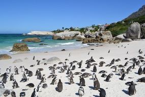 Penguins cape town South Africa