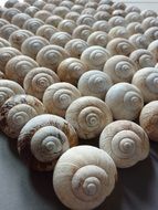 many shells from spiral snails