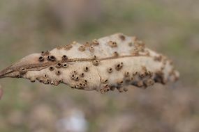 swirling leaf insect house