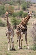 wild giraffes in South Africa