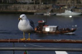 vigilant seagull on the promenade