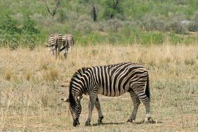 striped wild zebra in safari