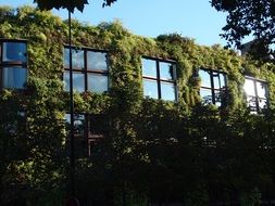 vegetable wall of a building with windows in Paris