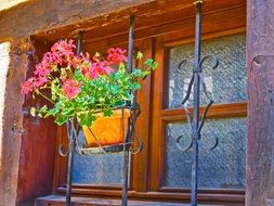 blooming flower in a pot by the window