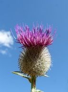 purple thistle flower against blue sky with white clouds