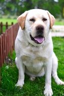 beautiful labrador on green grass