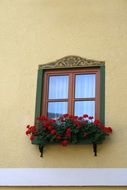 wall cornice with beautiful red geranium flowers