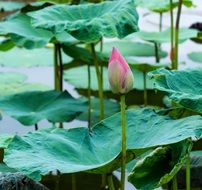 Flower Lotus