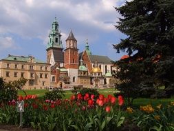 red tulips near the castle in krakow