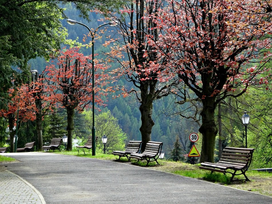 alley with the colorful plants in rhe beautiful park at spring, Poland, Szczawnica