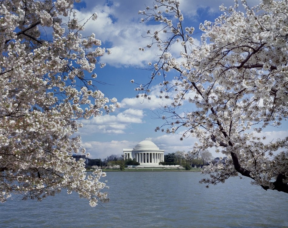 cherry blossoms at the Jefferson memorial
