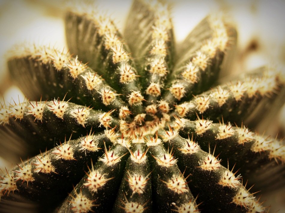 Top of the cactus