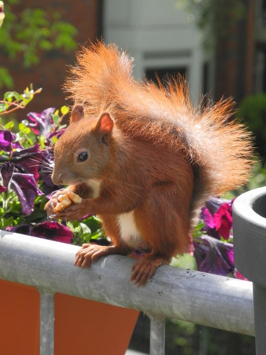 Squirrel on Balcony