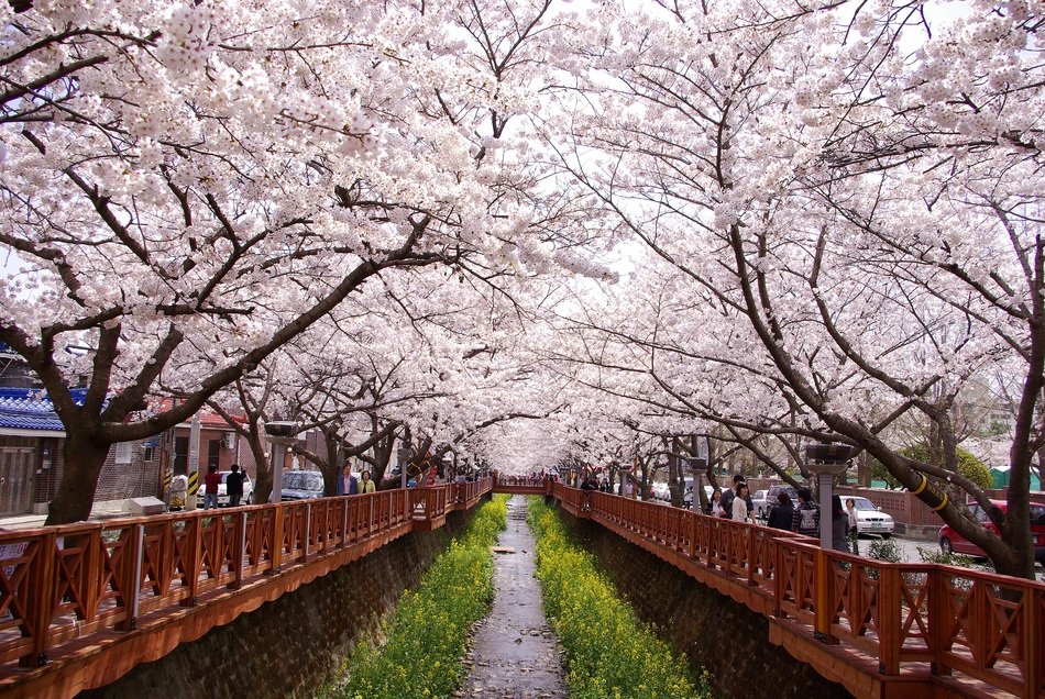 Cherry Blossom Gunhangje
