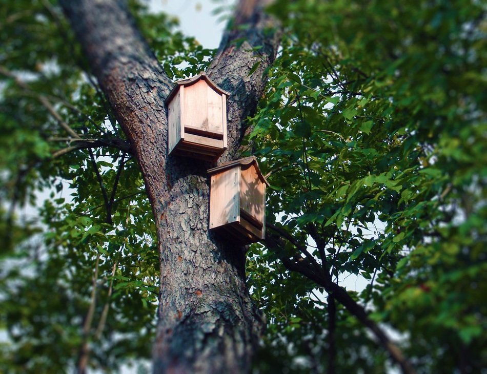 two Bat Boxes on Tree trunk