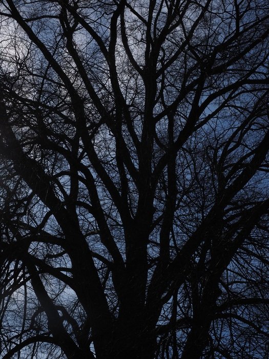 huge branches of elm tree in the dark