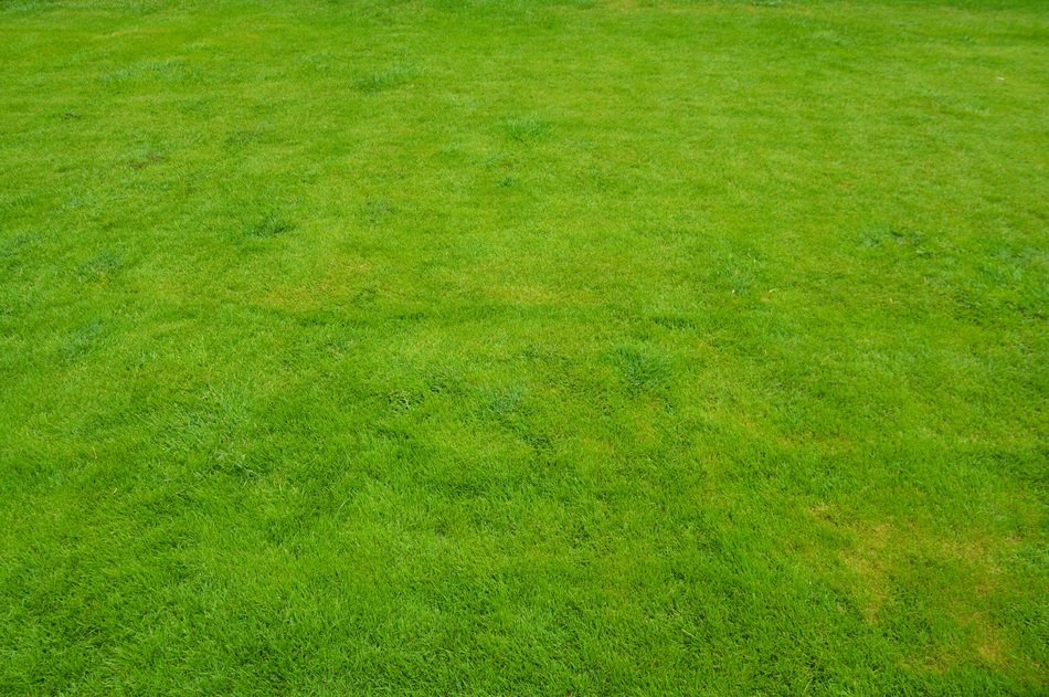 Lawn with Green Grass, backgrpund