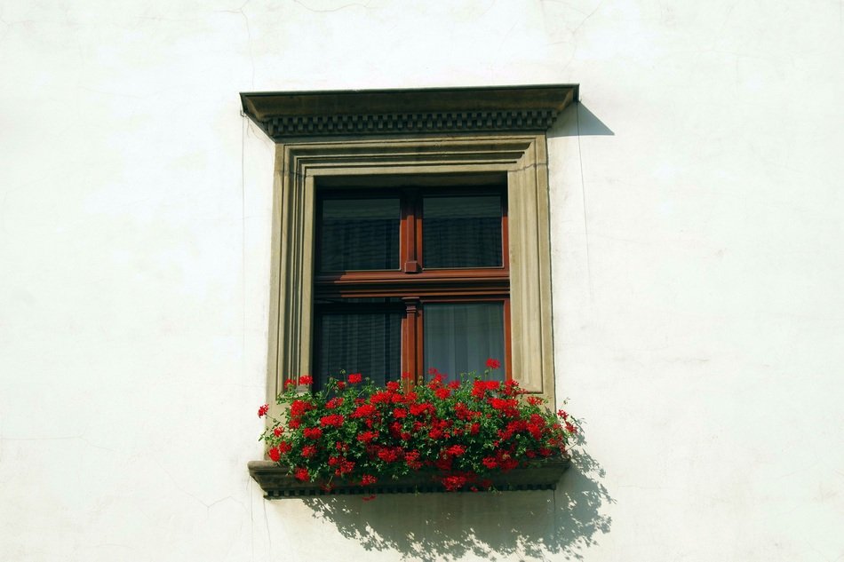 red flowers in the window bed