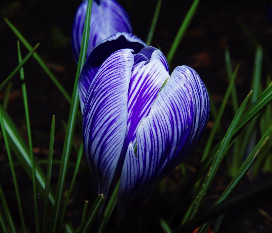 purple crocus with green leaves in the dark