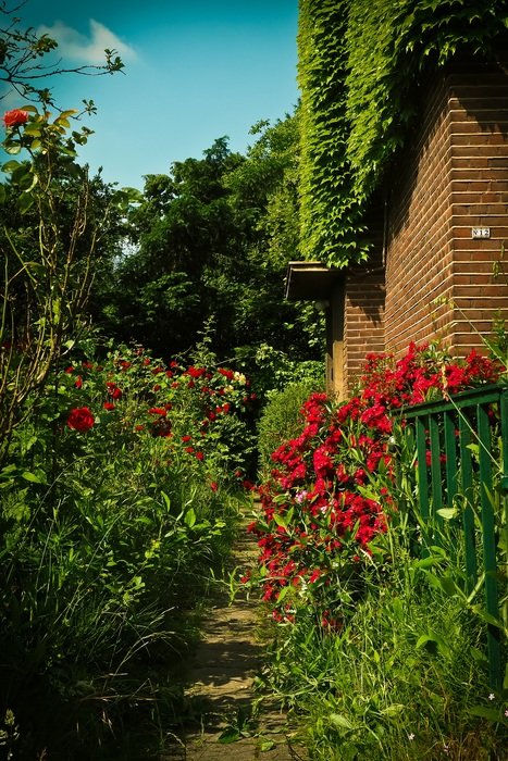 Red flowers along the path in the garden free image download