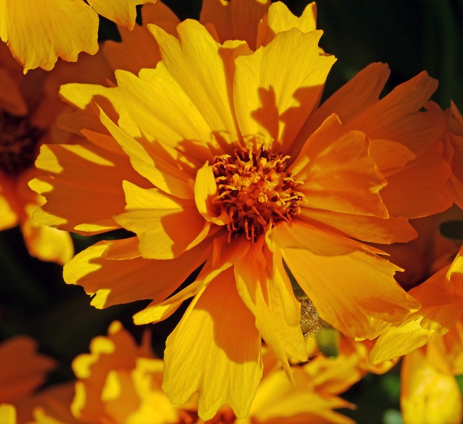 Orange low girl eye flower