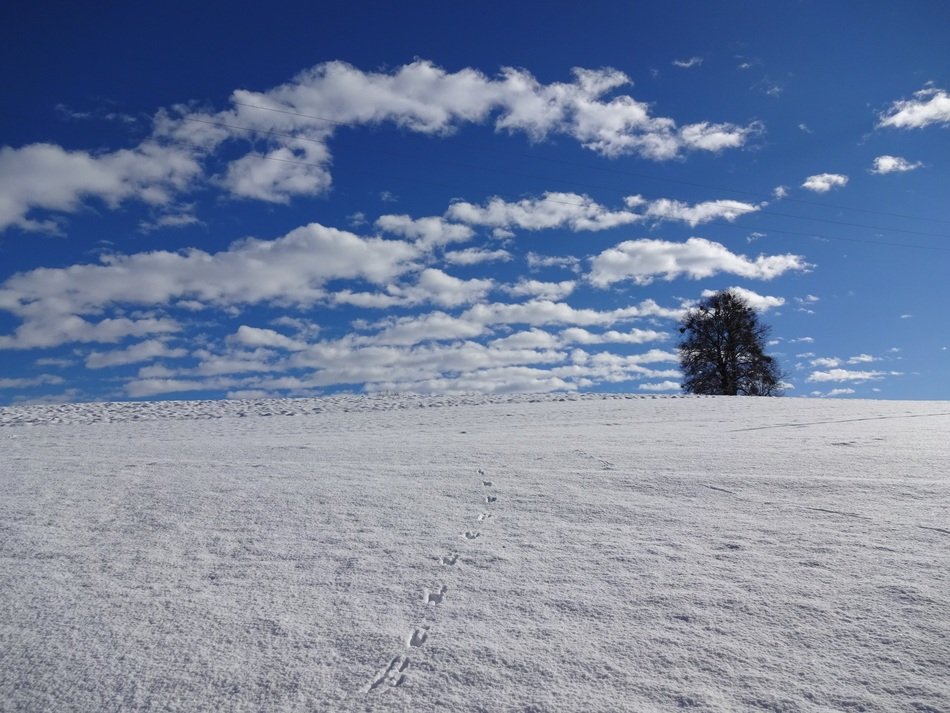 natural monument under the snow cover