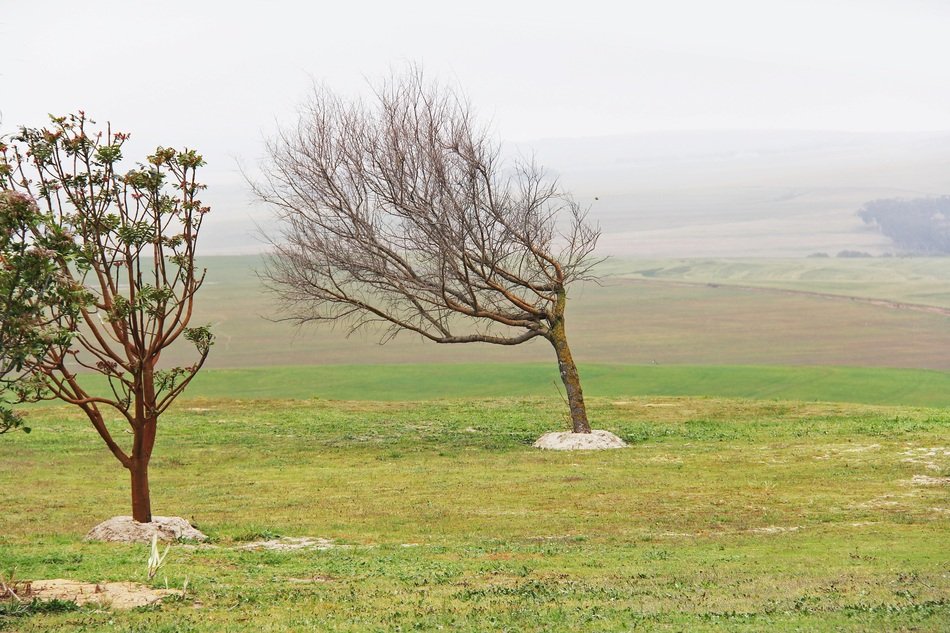 trees in front of field in fog, south africa, cape town