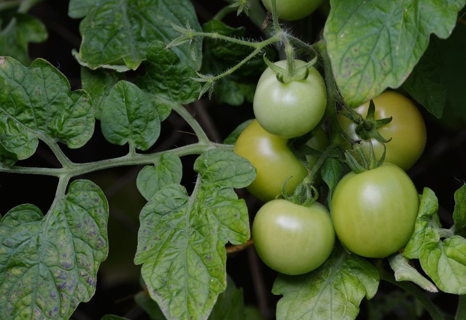 green fruit of the tomato on the stems