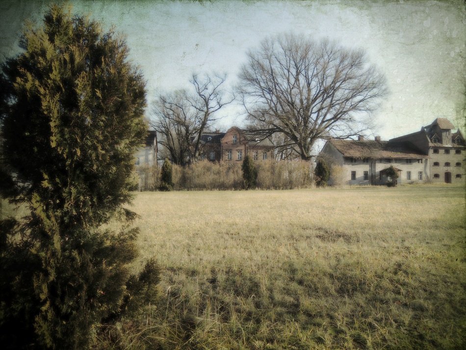 tree without leaves near the castle