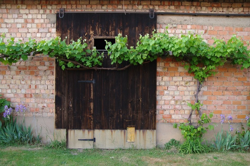 the barn door and the vine