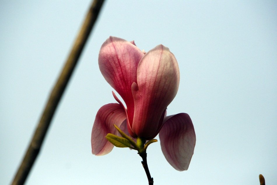 Growing magnolia flower in spring
