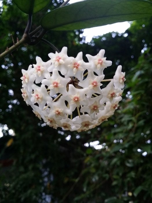 white orchid in the home garden