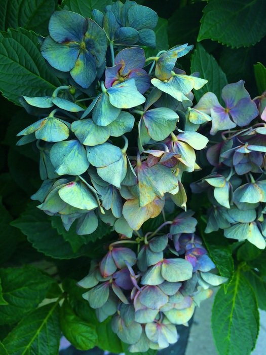 hydrangea of unusual color close up