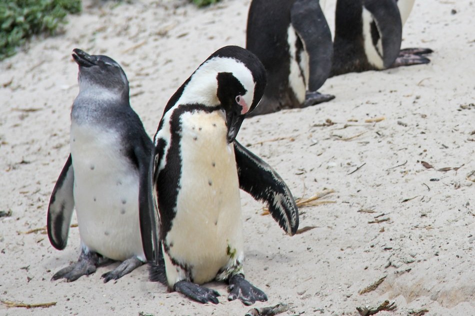 Ñute Ñuddly penguins