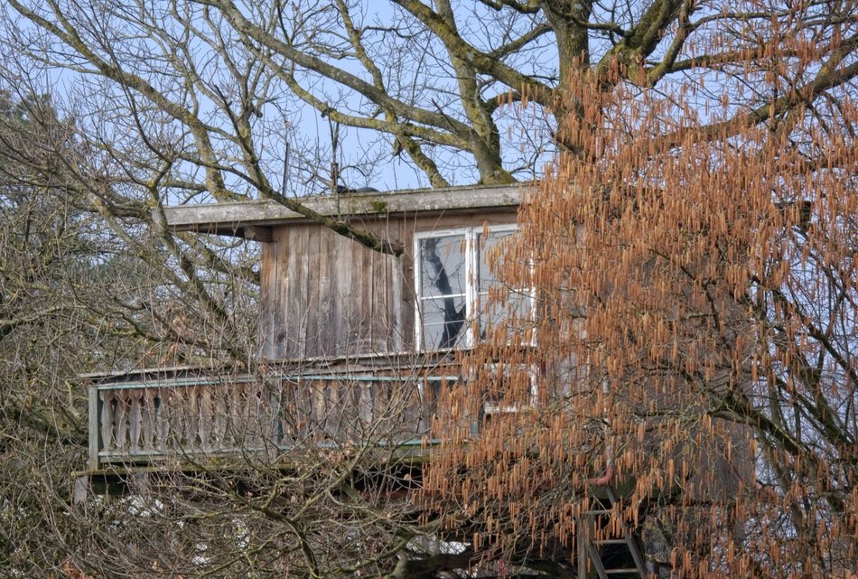 photo of hut on a tree