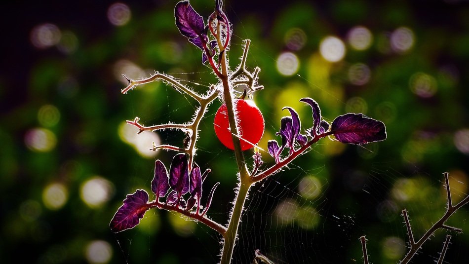bush with tomato in the sunshine