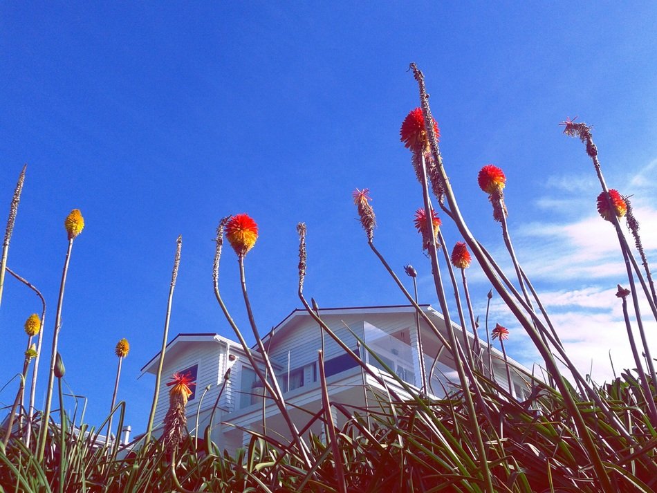 red flowers in front of the villa in Auckland, New Zealand