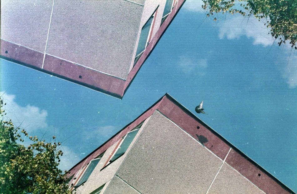 Pigeon on the building