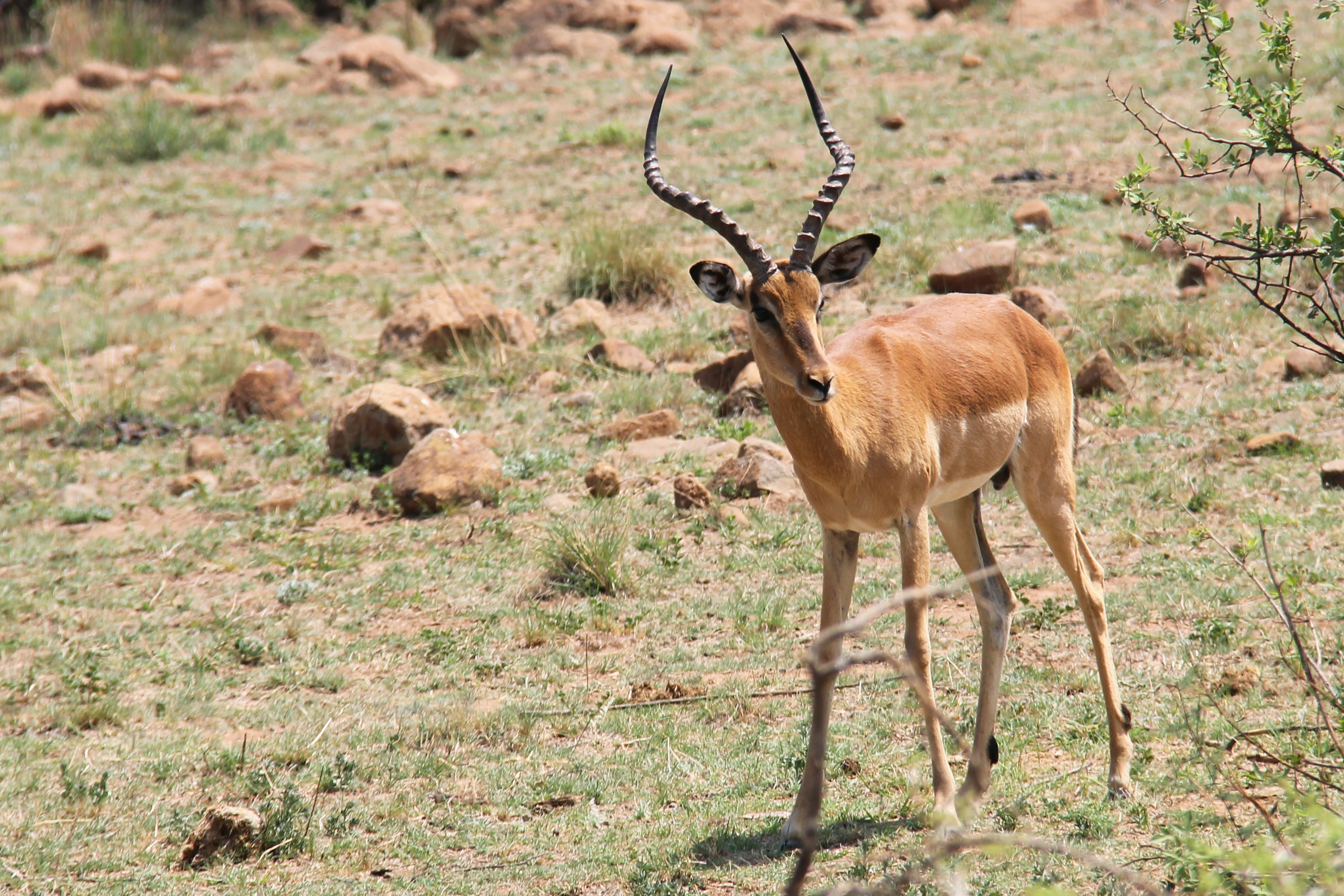 Deer in South Africa free image download