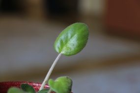 green leaf of violets in a pot