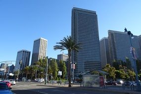 skyscrapers between palm trees in san francisco