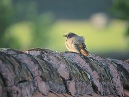 robin on the roof close up