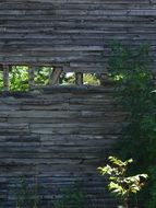 Board Wall and plants